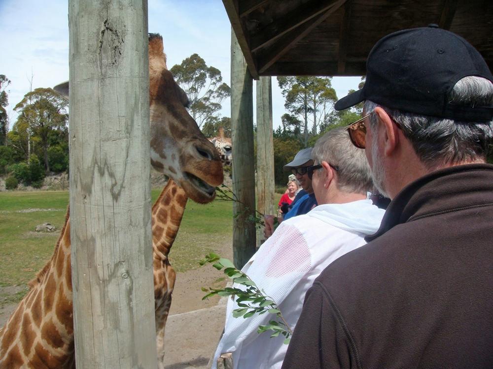 giraffeed