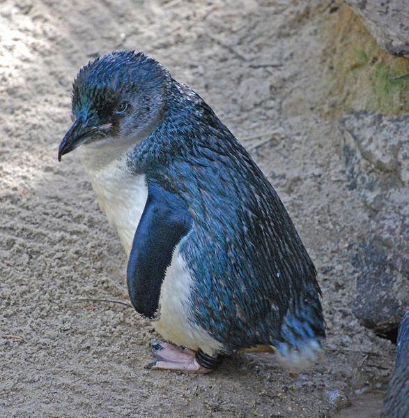 little blue penguin