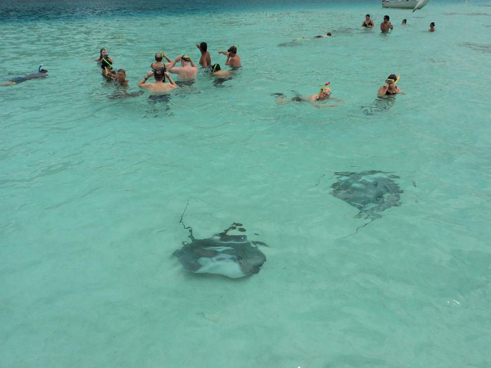 snorkelers+stingrays